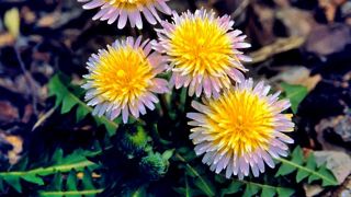 ©Jelitto Staudensamen GmbH